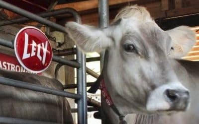 Connecting Cows with Vortex DDS